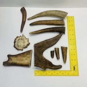 Naturally Shed Wild Moose Antler Horn Knife Carving Dog Chew Taxidermy Craft DIY